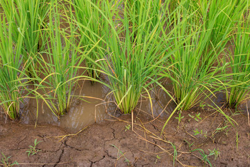 Green paddy rice in the field, Rice grains tree  in Chiang Mai Thailand