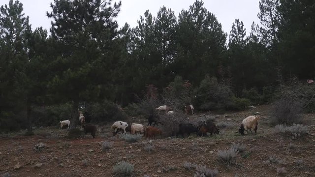 flock of goats in pine forest, Turkey