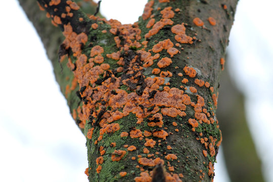 Phlebia radiata or Wrinkled crust on trunk of dead rowan, Belarus