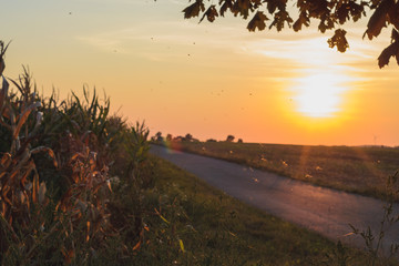 ein Schwarm Eintagsfliegen beim Hochzeits Tanz neben einem Maisfeld an einem Sommertag zum Sonnenuntergang. Im Hintergrund ein Feld und ein Weg in Herbst Farben.