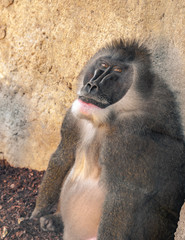 ..The drill (Mandrillus leucophaeus) is a primate of the family Cercopithecidae (Old World...
