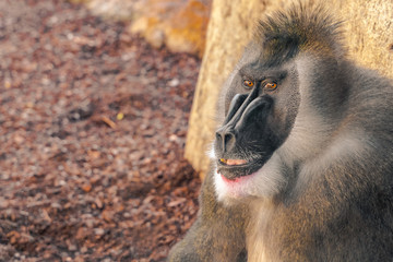 ..The drill (Mandrillus leucophaeus) is a primate of the family Cercopithecidae (Old World...