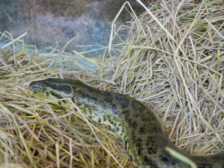 Close up boa anaconda snake's head, is is a non-venomous boa species found in South America.