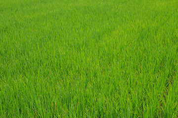 Obraz na płótnie Canvas Green paddy rice in the field, Rice grains tree in Chiang Mai Thailand
