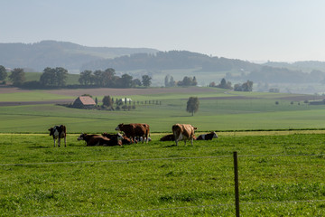 Farmland in the Emmental Valley