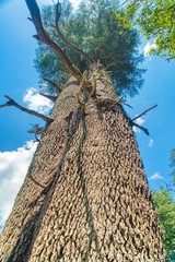 The massive Himalayan Cedar soars into the heavens
