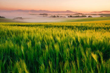 Fototapeta na wymiar Landscape in the morning with mist and sunrise light. Nice rural summer scenery