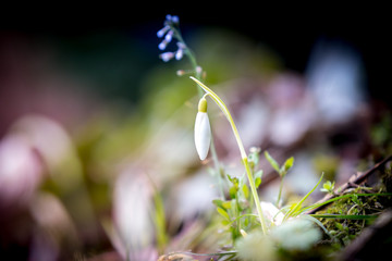 Solitär