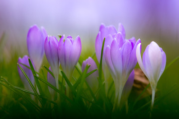 violet spring