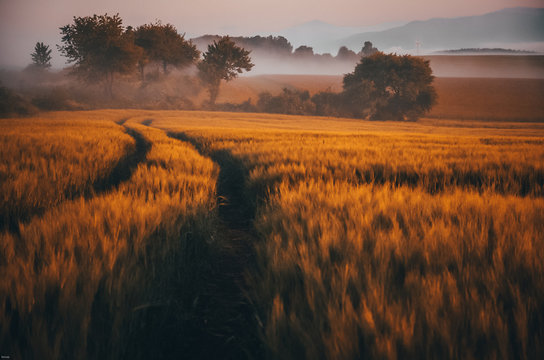 Road in agricultural rye field during calm summer sunset. Original morning scenery