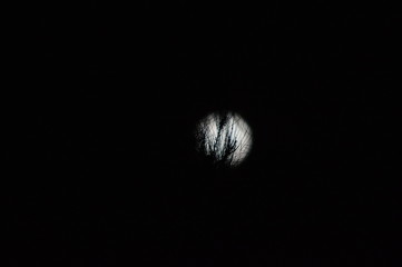 luna entre arbustos
