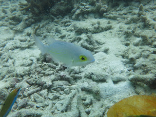Coral reef fishes found at coral reef at Tioman island, Malaysia