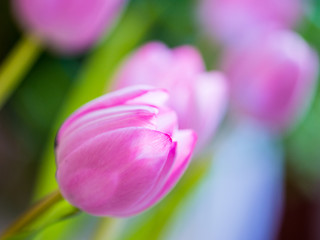 Tulpe pink