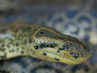 Close up boa anaconda snake's head, is is a non-venomous boa species found in South America.