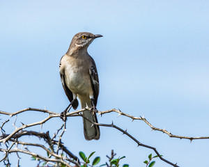 Mockingbird welcoming a new day on the New Year!