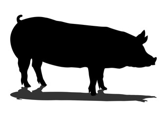 Sign pig. Isolated black silhouette pig on white background. Vector illustration - Vector