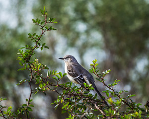 Mockingbird on a thorn covered branch on New Years Day!