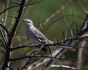 Mockingbird on a bare branch on New Years Day2!