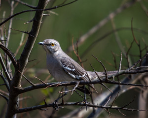 Mockingbird on a bare branch on New Years Day!