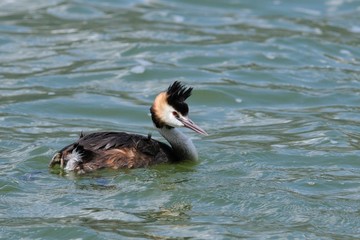 Great Crested Grebe - Podiceps cristatus, Pamvotis Lake, Ioannina, NW Greece 