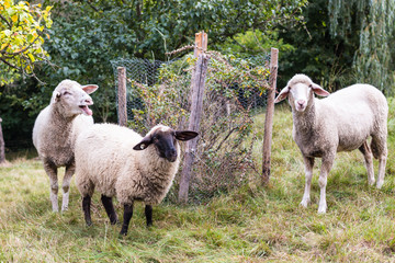 baaaaaaaaeh!