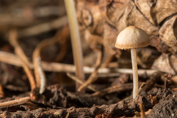 little visitors in autumn