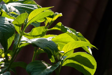 Detail fresh stalk with natural light outdoors in latin america. Guatemala.