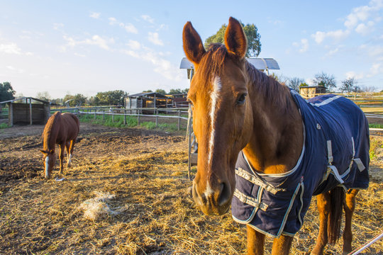 cavallo nel paddock in inverno