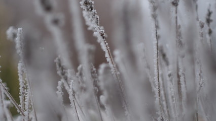 Frozen grass