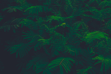 Green leaves with dark effect