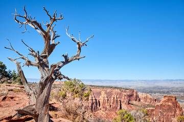 Withered tree at the Colorado National Monument Park, selective focus, Colorado, USA.