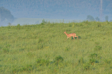 Doe is grassing on spring meadow in summer morning