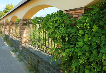 Green fresh hop cones growing on the fence