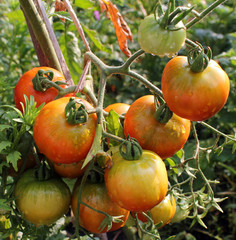 Young fresh tomatoes grow in the garden