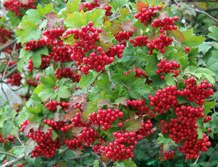 Bright red bunches of viburnum