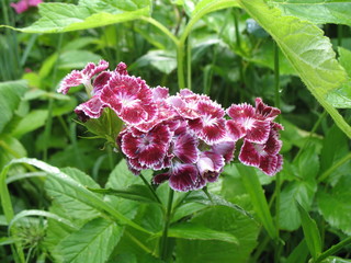 Beautiful dark pink flower in the valley of the Carpathians, Ukraine