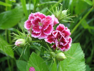 Beautiful dark pink flower in the valley of the Carpathians