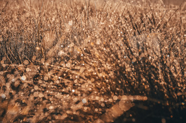 Obraz premium Rain drops in Grass. Spring or summer season abstract nature