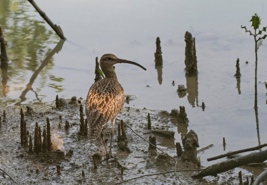 The Eurasian Whimbrel 