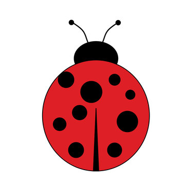 Animal-Top View of a Cartoon Lady Bug