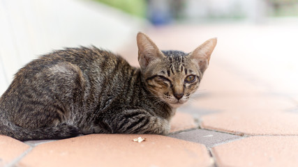 Cute cat lying on the street , cat closed one eye.