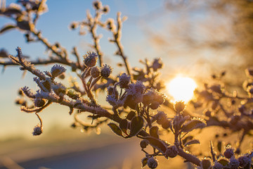 Baumzweig mit Eis im Winter beim Sonnenuntergang