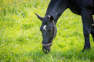 Pferd sticht Gras