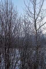 the image of trees and shrubs covered with frost in winter, frosty, clear day. great illustration of wildlife