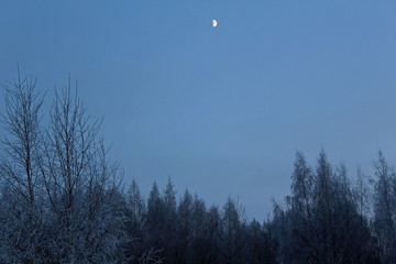 the image of trees and shrubs covered with frost in winter, frosty, clear day. great illustration of wildlife