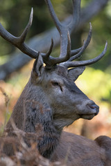 Profil de cerf 