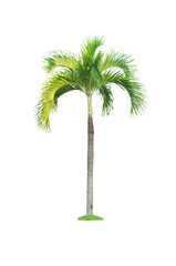 one palm tree isolated on white background with clipping path for nature decoration design.