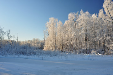 Winter forest in the Noth of Russia