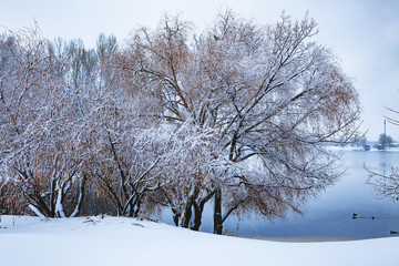 Covered with snow and hoar frost forest on the banks of the river.