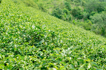 Fototapeta na wymiar Tea plantations planted on beautiful mountains